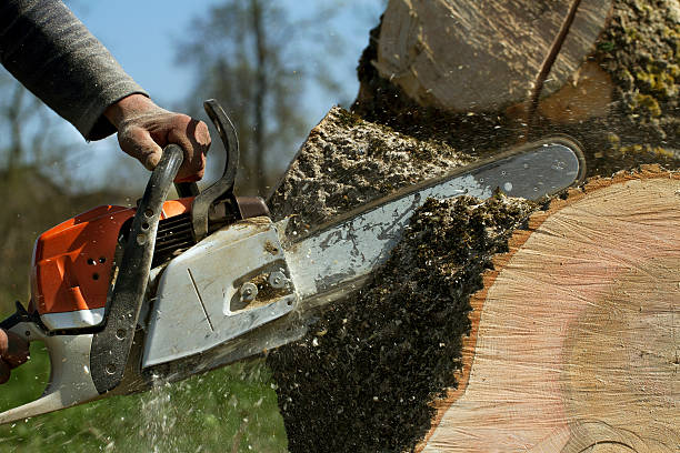 How Our Tree Care Process Works  in  Steamboat Springs, CO